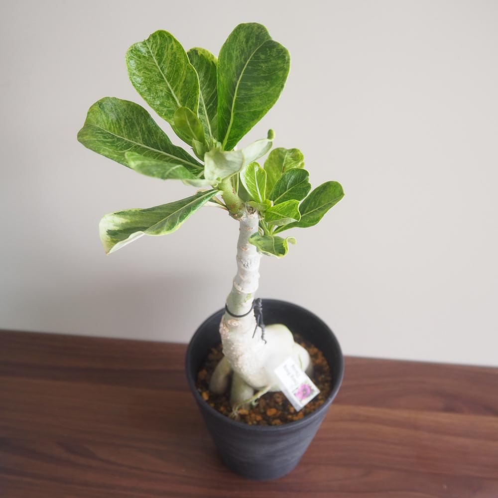 アデニウム オベスム 斑入 Dang Rung Thong 【観葉植物 4号／1個売り】