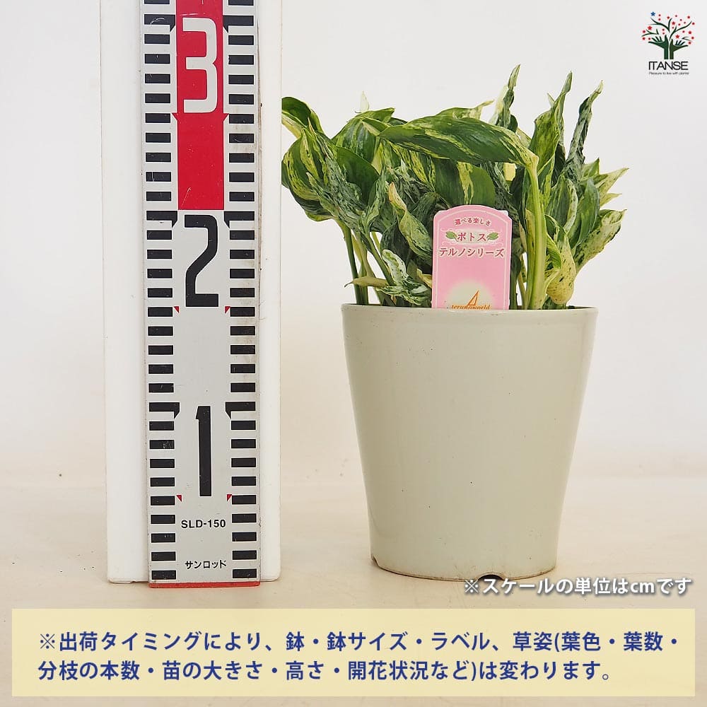 ポトス テルノラブソング 【観葉植物 5号／1個売り】｜ 【植物の