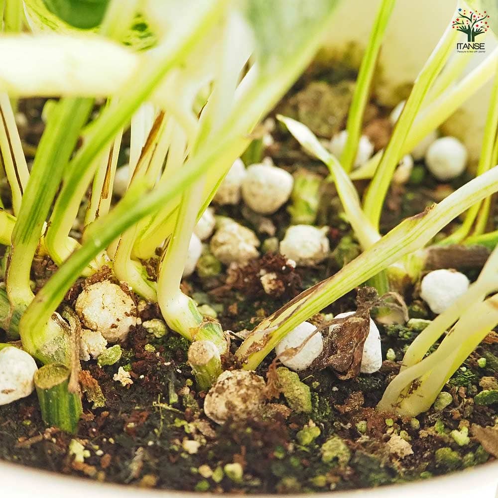 ポトス テルノラブソング 【観葉植物 5号／1個売り】｜ 【植物の