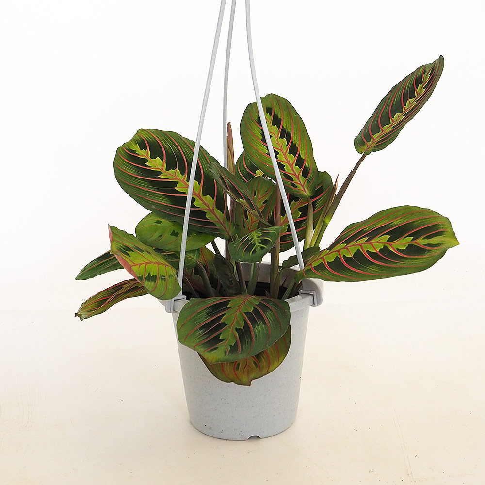 マランタ レコネウラ エリトロネウラ 【観葉植物 4号／1個売り】