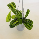 マランタ レモンライム 【観葉植物 4号／1個売り】|観葉植物