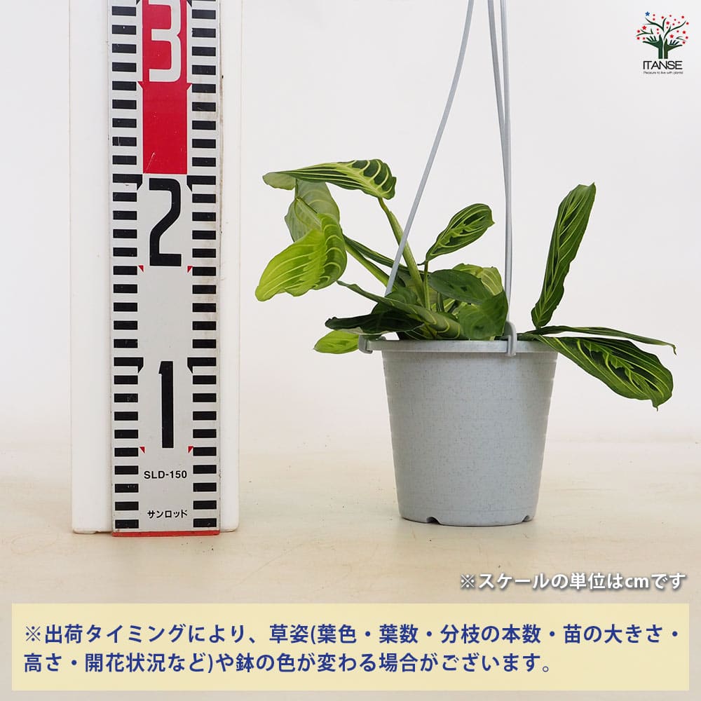 観葉植物　らん 観葉植物と胡蝶蘭セット 寄せ植え(コンシンネ)6号(陶器鉢・受け皿付き