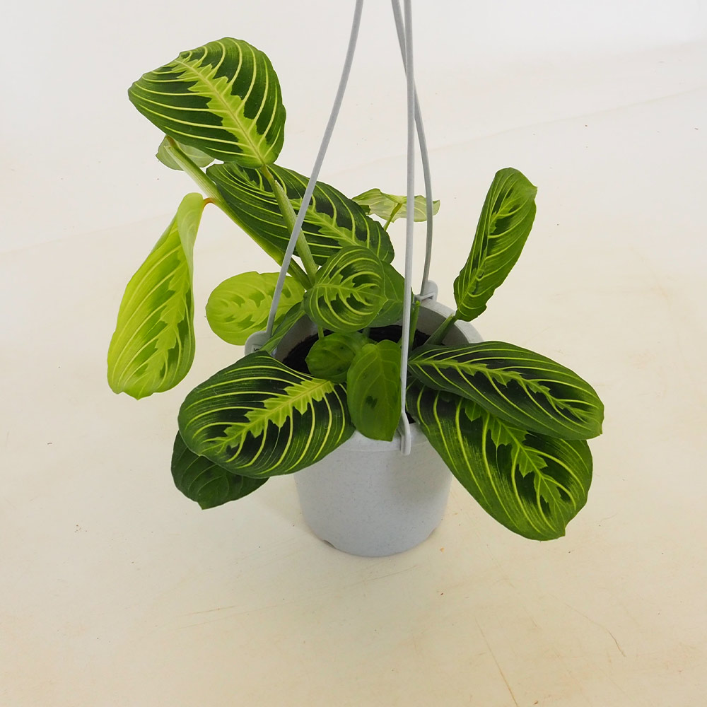 マランタ レモンライム 【観葉植物 4号／1個売り】
