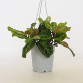マランタ キャットマスターシュ 【観葉植物 4号／1個売り】|観葉植物