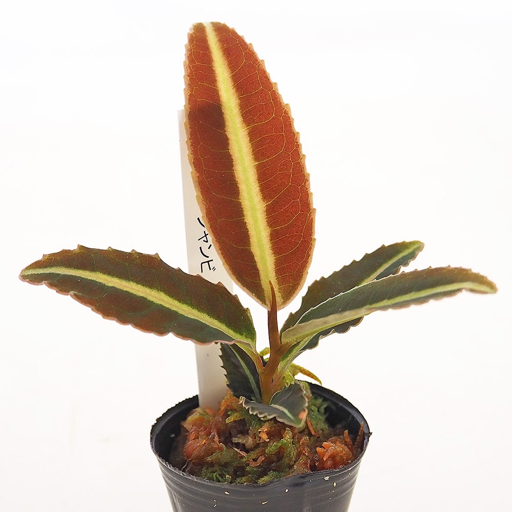 ラビシア ジャンビ 【観葉植物 1号／1個売り】