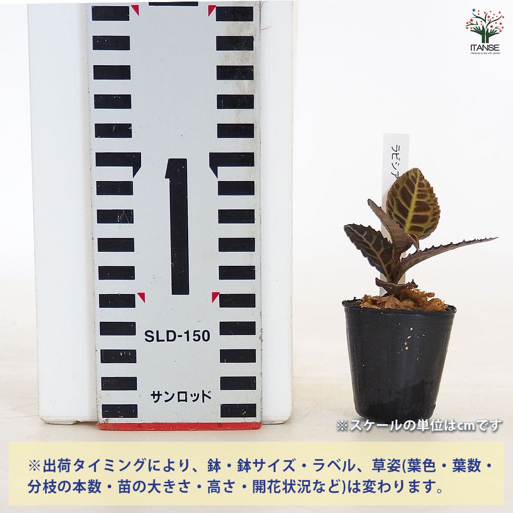 ラビシア リアウスマトラ 【観葉植物 1号／1個売り】｜ 【植物の