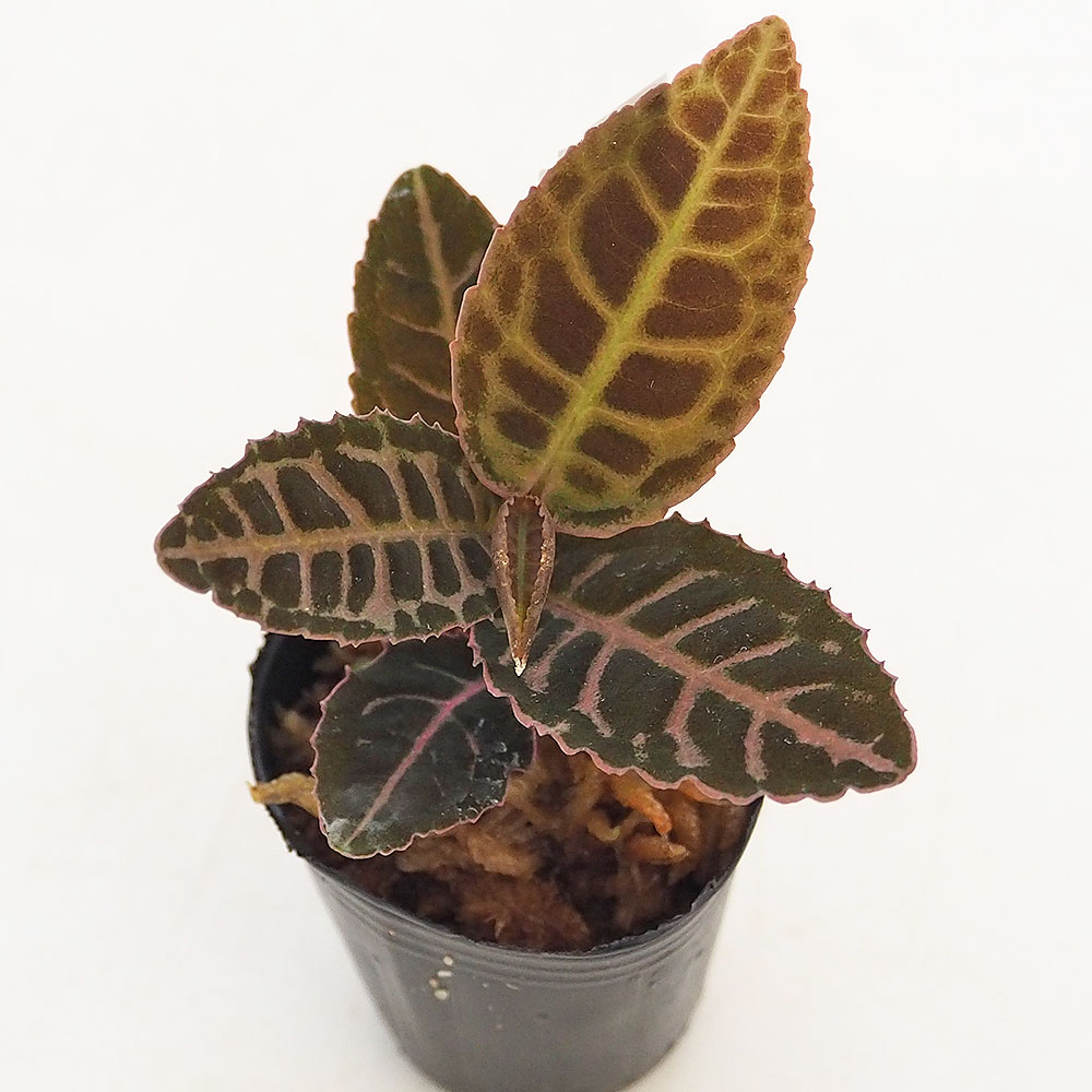 ラビシア リアウスマトラ 【観葉植物 1号／1個売り】