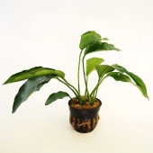 水草 アヌビアス バルテリー 【観葉植物 2号】|観葉植物