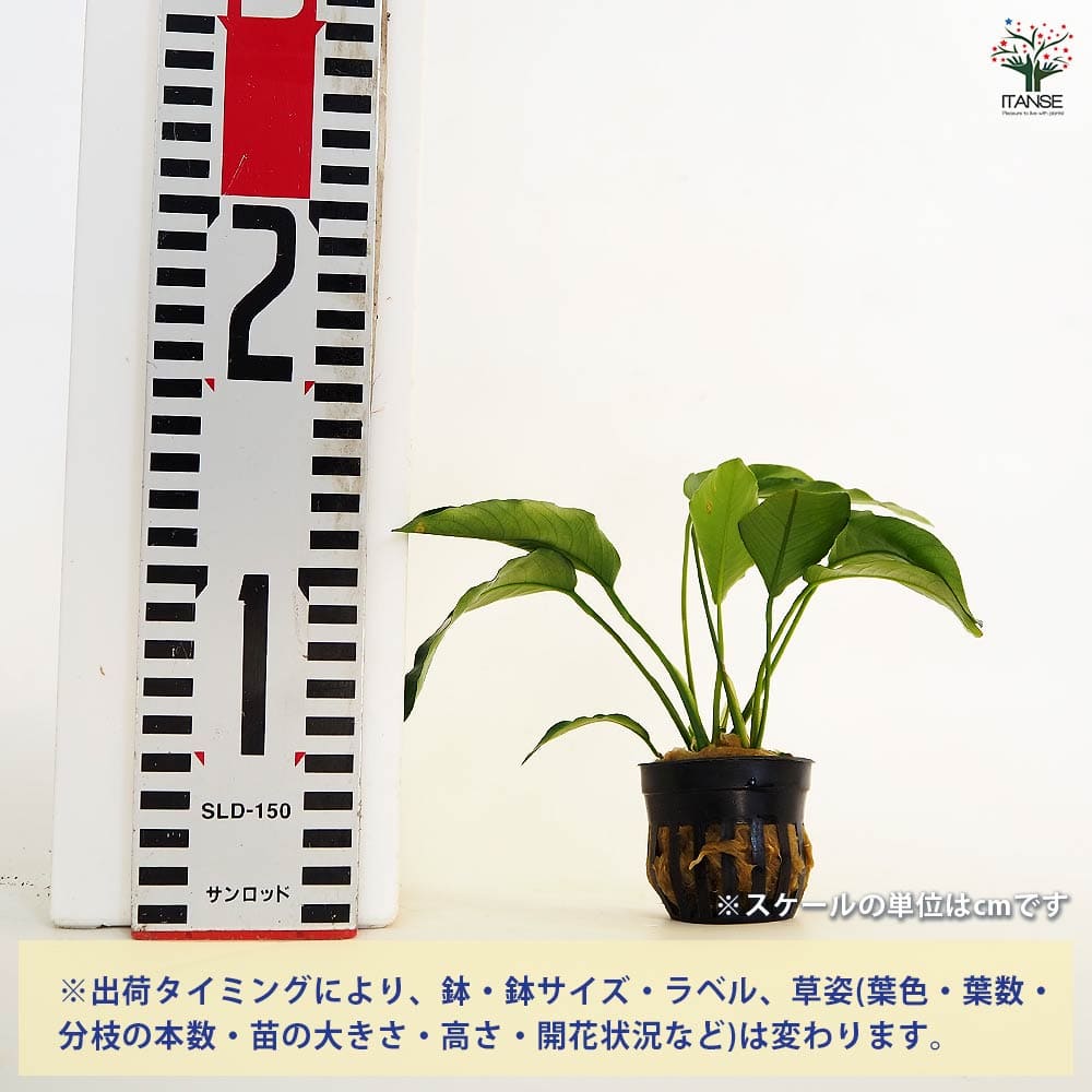 アヌビアス バルテリー バー バルテリー 斑入り 1株 (水上葉
