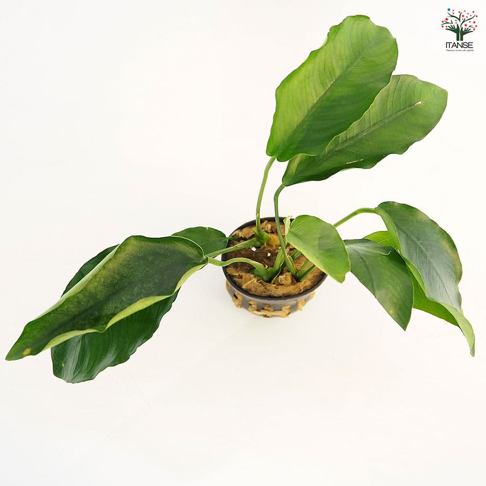 水草 アヌビアス バルテリー 【観葉植物 2号】｜ 【植物のITANSE