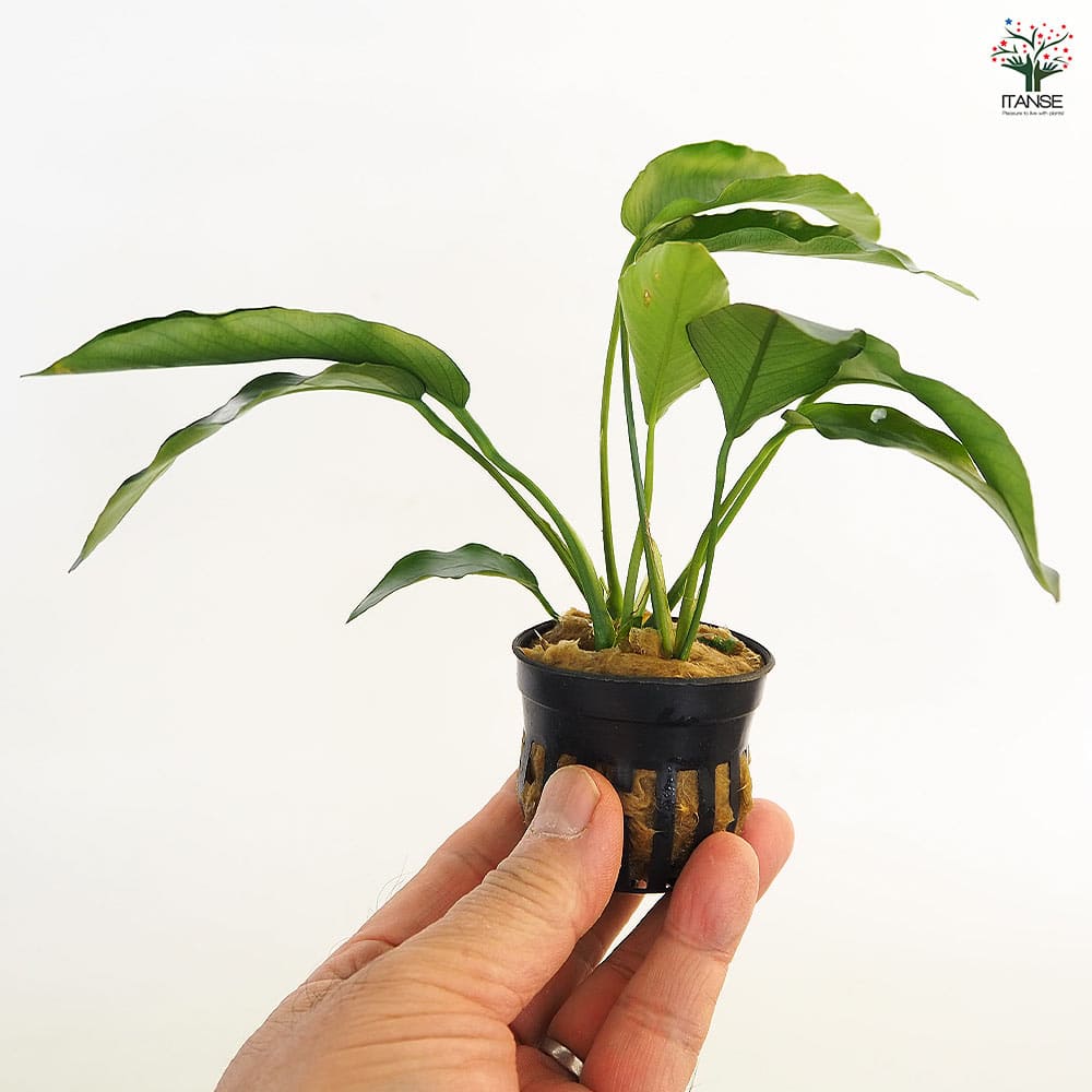 水草 アヌビアス バルテリー 【観葉植物 2号】｜ 【植物のITANSE