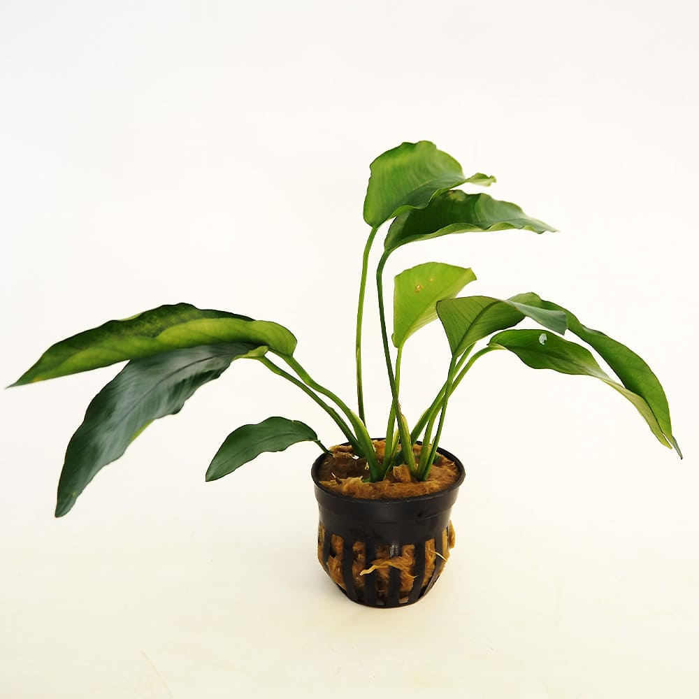 水草 アヌビアス バルテリー 【観葉植物 2号】