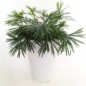 アクティニオプテリス オーストラリス 【観葉植物 4号】|観葉植物