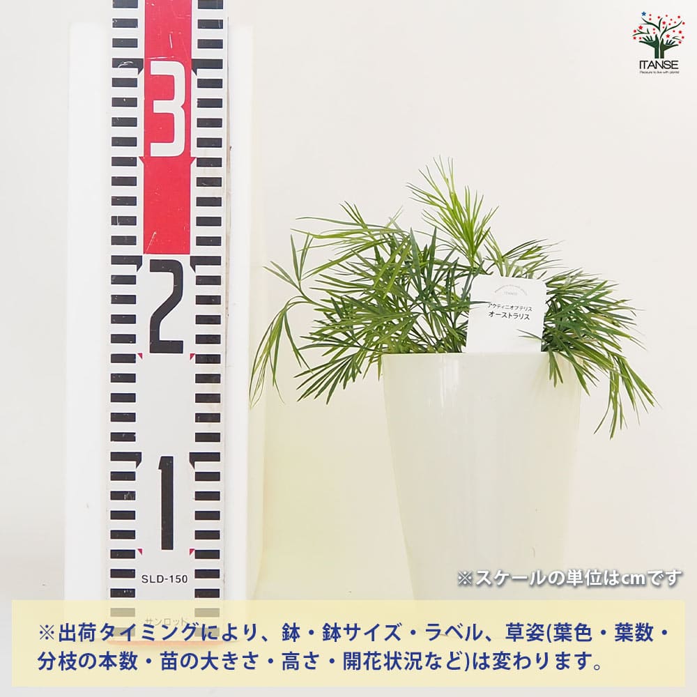 アクティニオプテリス オーストラリス 【観葉植物 4号
