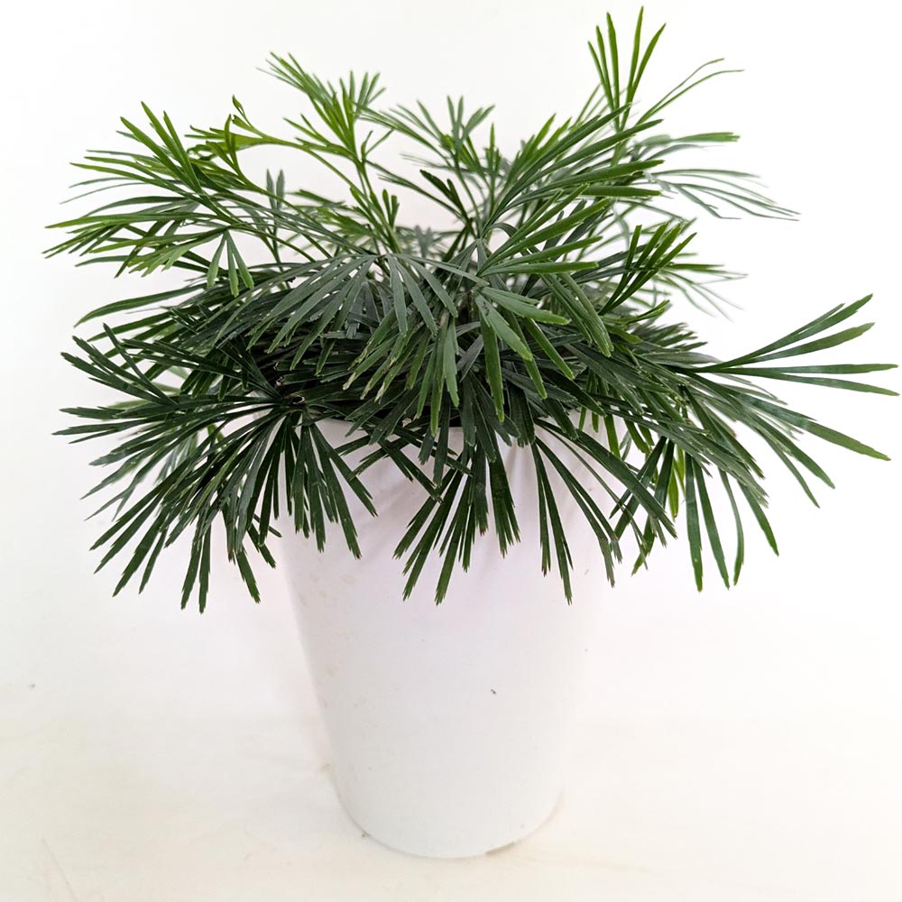 アクティニオプテリス オーストラリス 【観葉植物 4号】