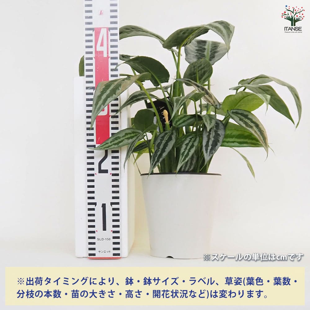 スキスマトグロッティス JADE LA便 9f7aae0bb465d6856aede9951beb1c