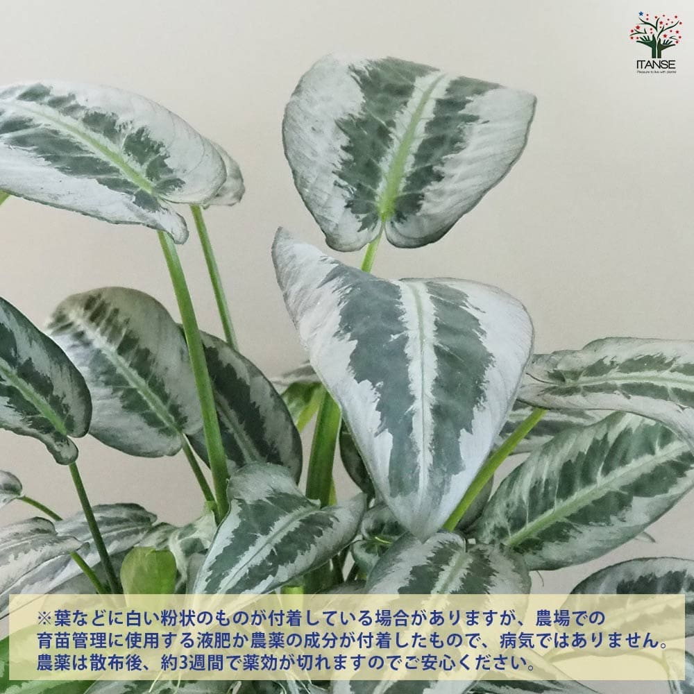 スキスマトグロッティス ハイナエンシス 【観葉植物 5号／1個売り