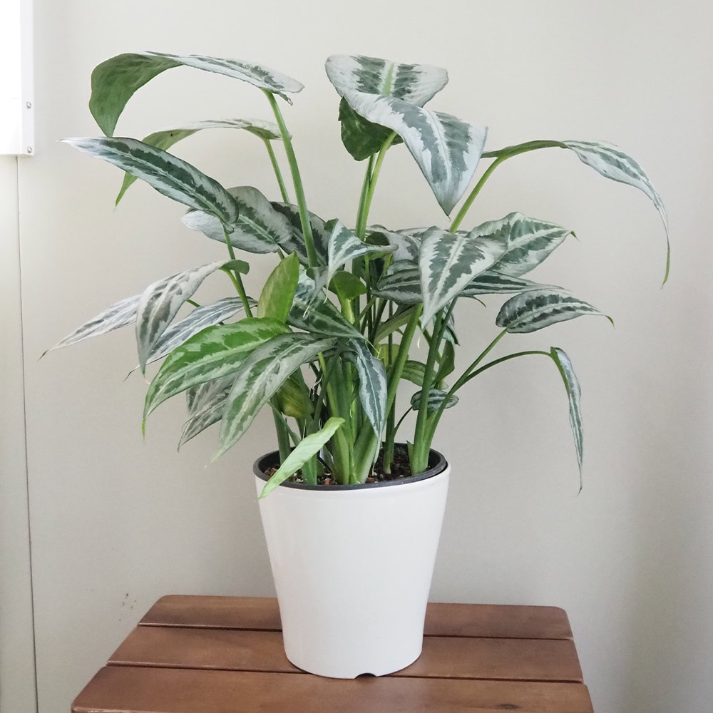 スキスマトグロッティス ハイナエンシス 【観葉植物 5号／1個売り】