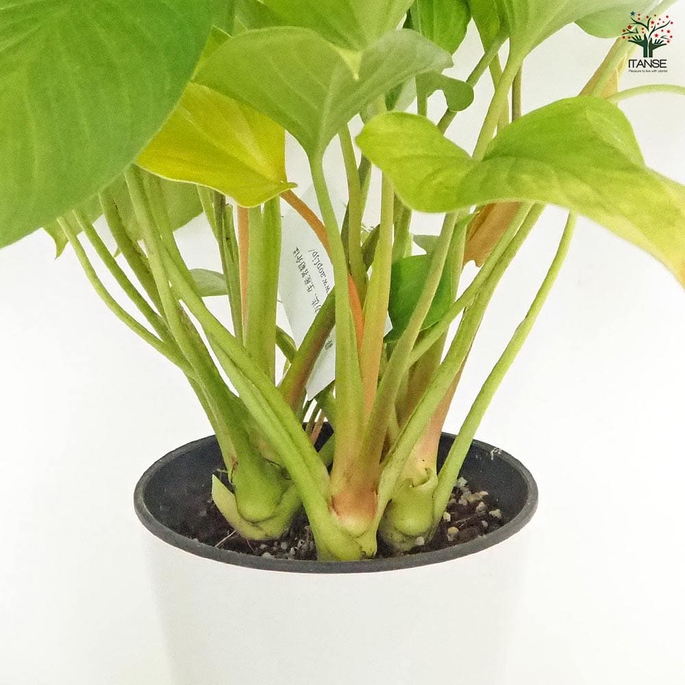 ホマロメナ サンシャインジェム 【観葉植物 5号／1個売り】｜ 【植物の