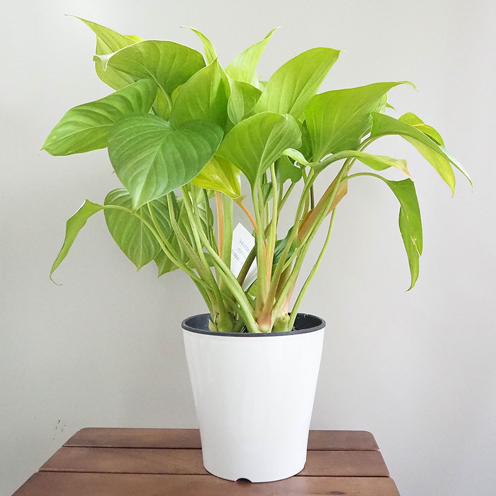 ホマロメナ サンシャインジェム 【観葉植物 5号／1個売り】