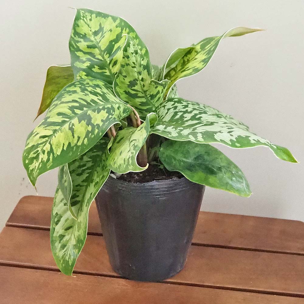 ホマロメナ ワリシー カモフラージュ 【観葉植物 5号／1個売り】