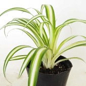 オリヅルラン K'sマジック 【観葉植物 3号】