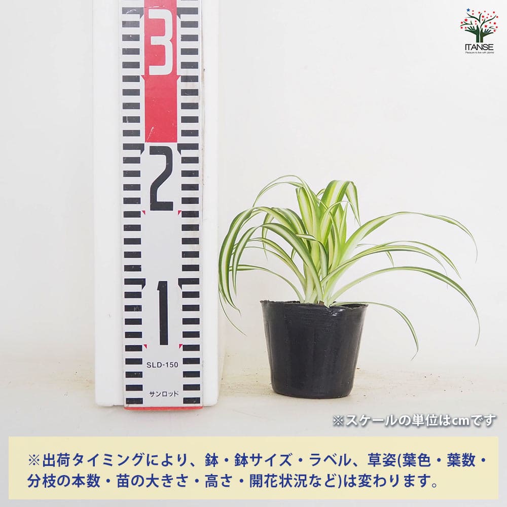 オリヅルラン K'sマジック 【観葉植物 3号】｜ 【植物のITANSE