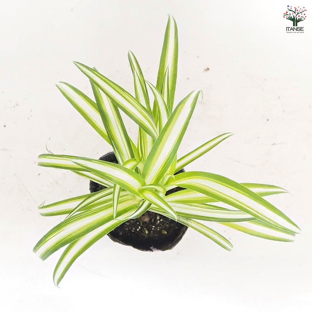 オリヅルラン K'sマジック 【観葉植物 3号】｜ 【植物のITANSE