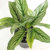 カラテア エリプティカ ビッタタ 【観葉植物 3号】|観葉植物