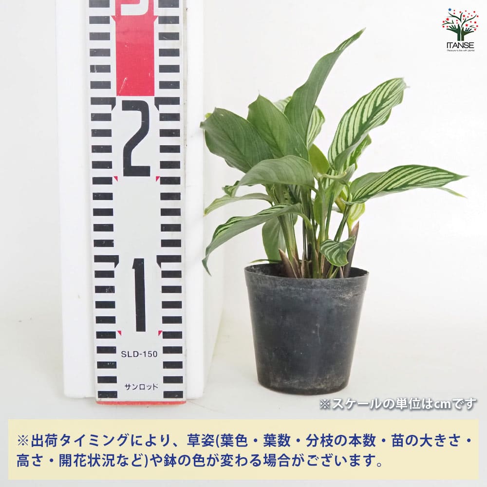 カラテア エリプティカ ビッタタ 【観葉植物 3号】｜ 【植物の 