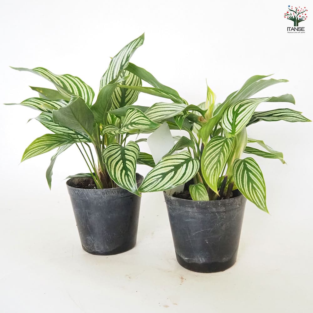 カラテア エリプティカ ビッタタ 【観葉植物 3号】｜ 【植物の
