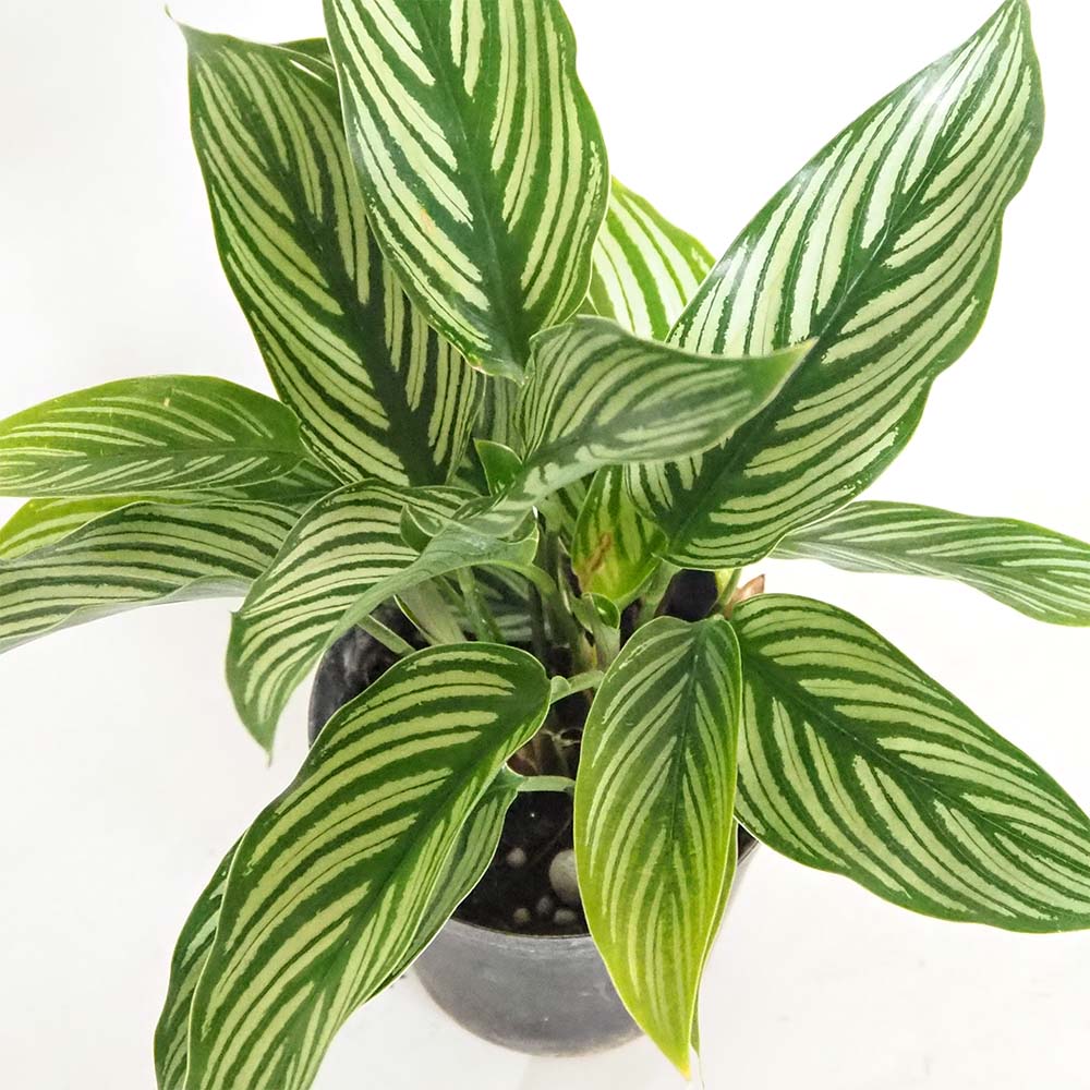 カラテア エリプティカ ビッタタ 【観葉植物 3号】