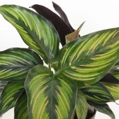 カラテア ビューティースター 【観葉植物 3号】|観葉植物