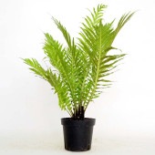 ブレクナム ギバム シルバーレディ 【観葉植物 3号】