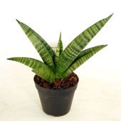 サンスベリア インディ 【観葉植物 3号／1個売り】|観葉植物