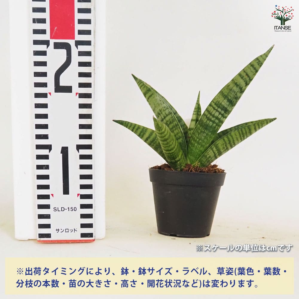 サンスベリア インディ 【観葉植物 3号／1個売り】｜ 【植物の