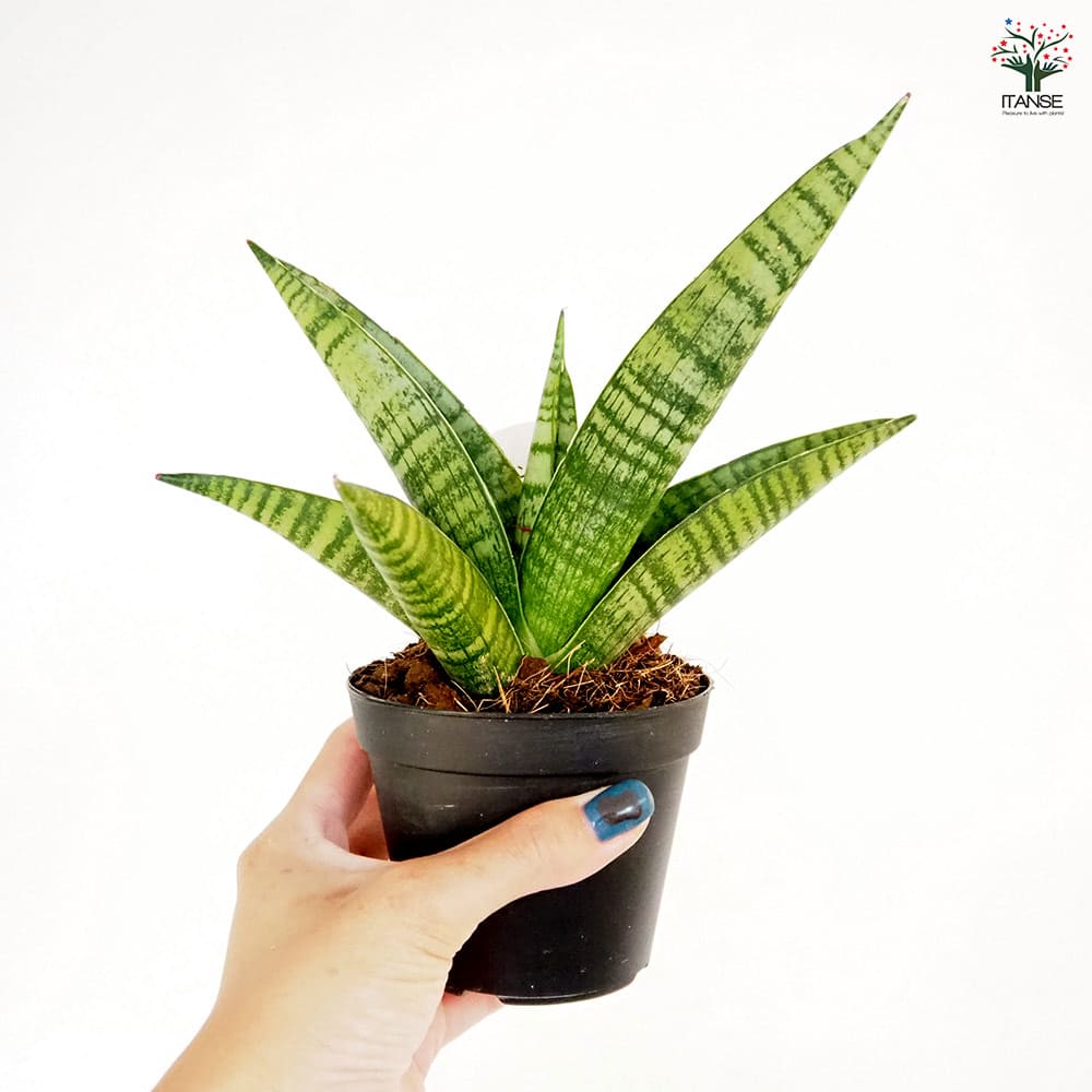 サンスベリア インディ 【観葉植物 3号／1個売り】｜ 【植物の