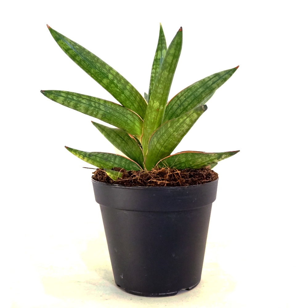 サンスベリア ケニア 【観葉植物 3号／1個売り】