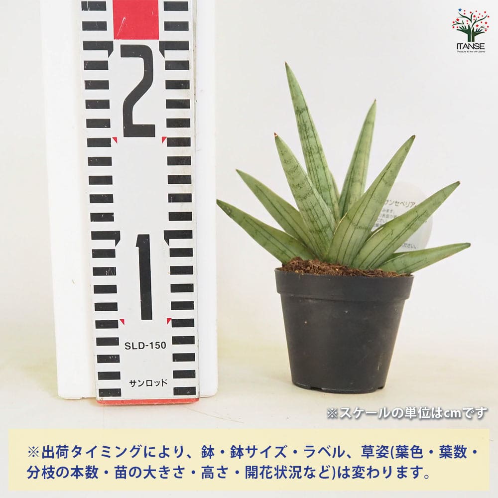 サンスベリア シルバークラウン 【観葉植物 3号／1個売り】｜ 【植物の