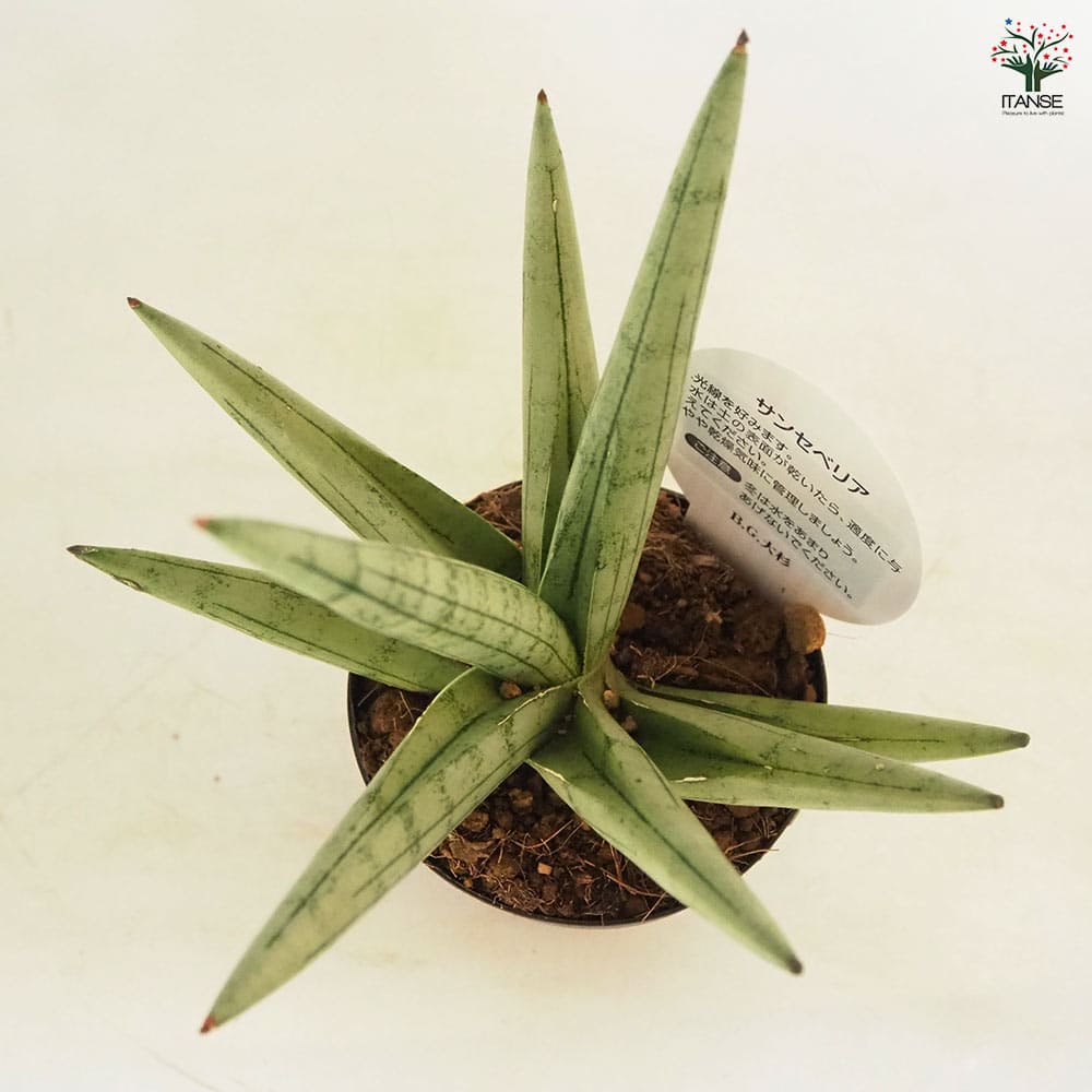 サンスベリア シルバークラウン 【観葉植物 3号／1個売り】｜ 【植物の