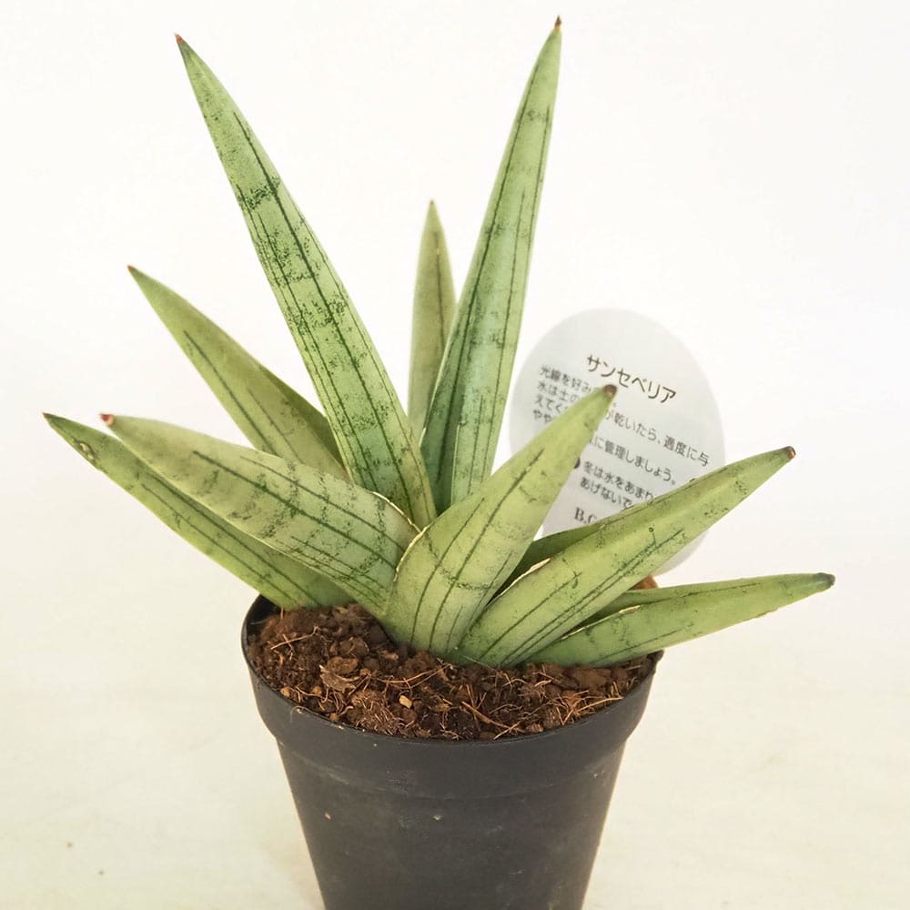 サンスベリア シルバークラウン 【観葉植物 3号／1個売り】