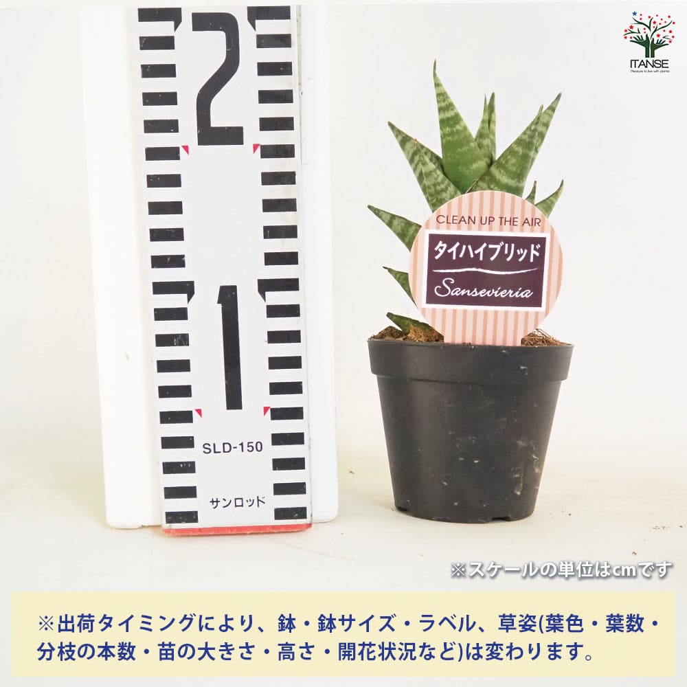 サンスベリア タイハイブリッド 【観葉植物 3号／1個売り】｜ 【植物の