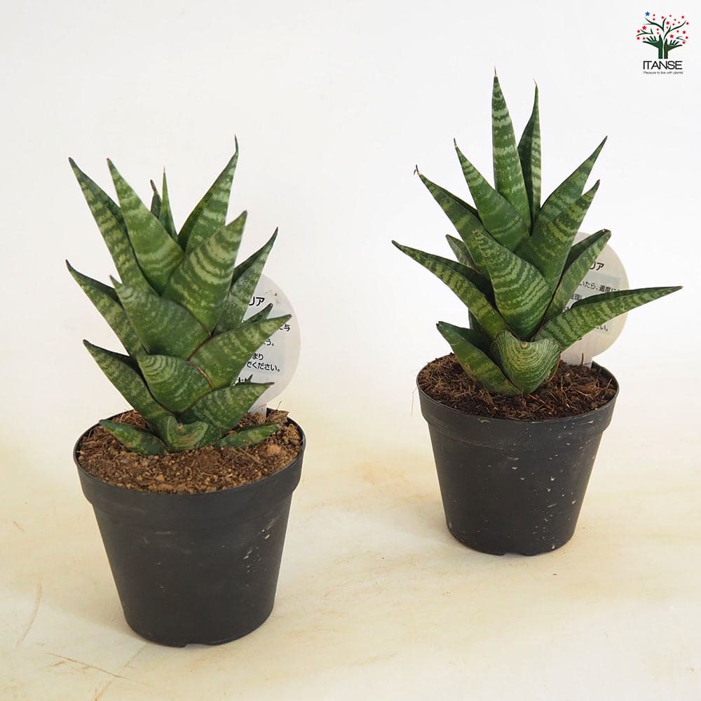 サンスベリア バイビット 子株 希少 珍しい ビザルプランツ 観葉植物