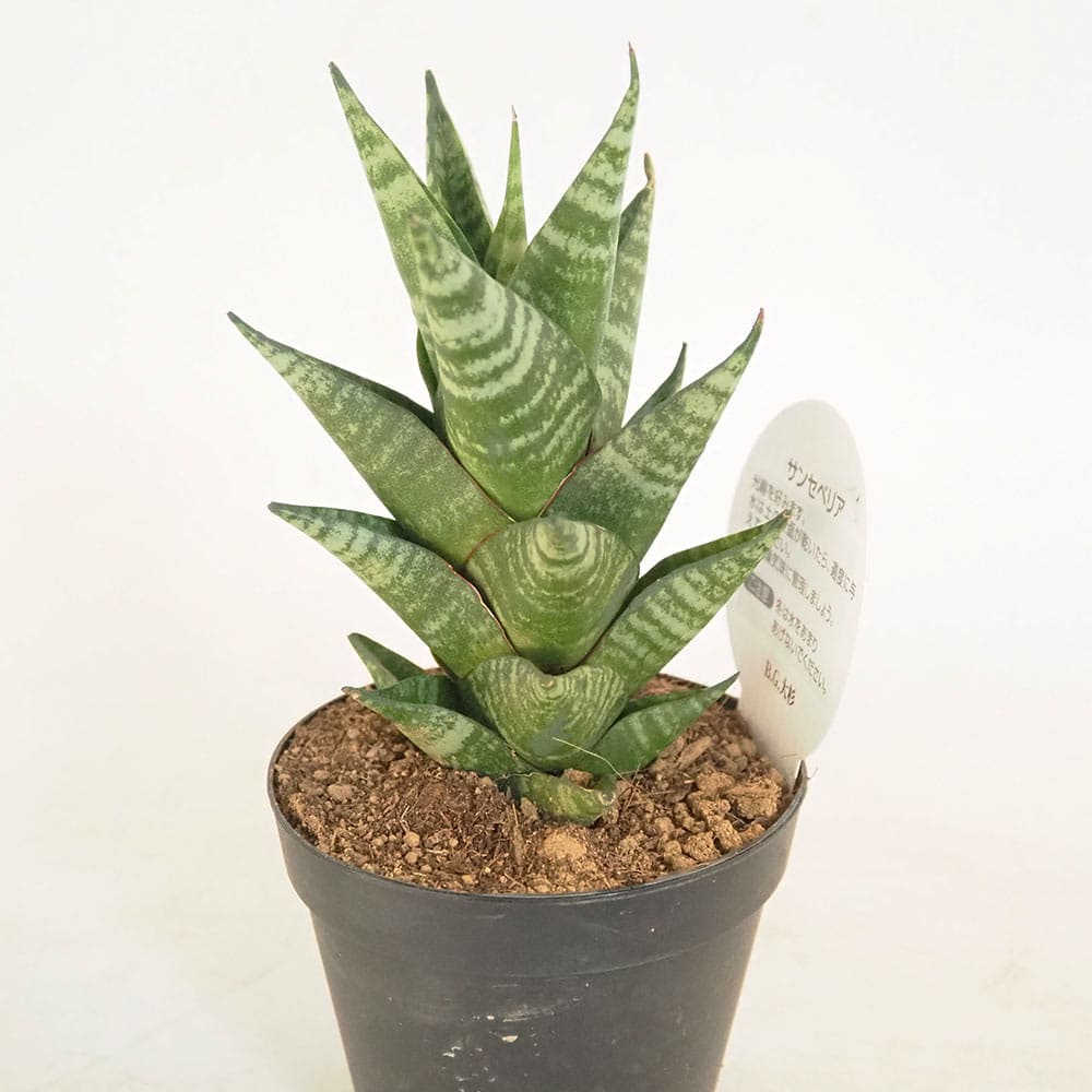 サンスベリア ダウンシー 斑入り サンセベリア sansevieria