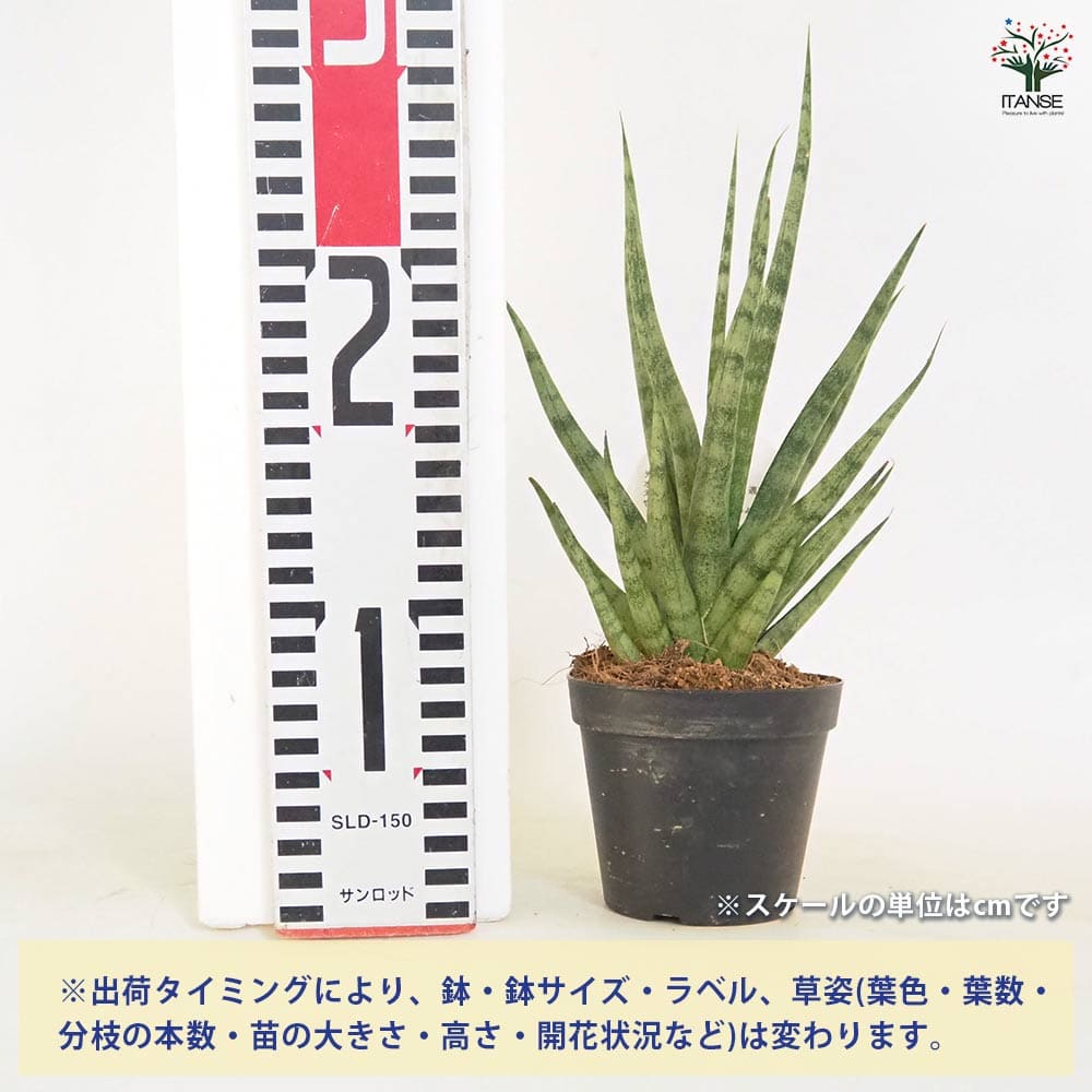 サンスベリア トーチ 【観葉植物 3号／1個売り】｜ 【植物の