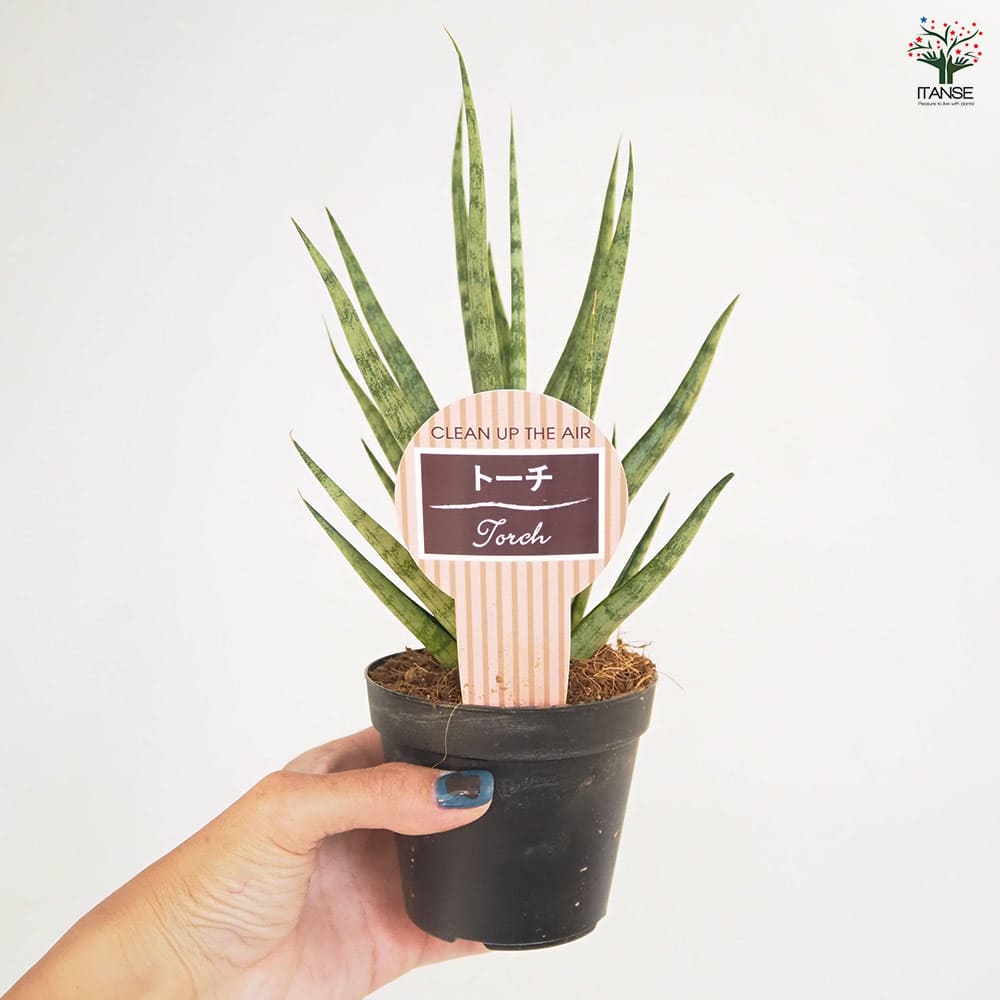 サンスベリア トーチ 【観葉植物 3号／1個売り】｜ 【植物の