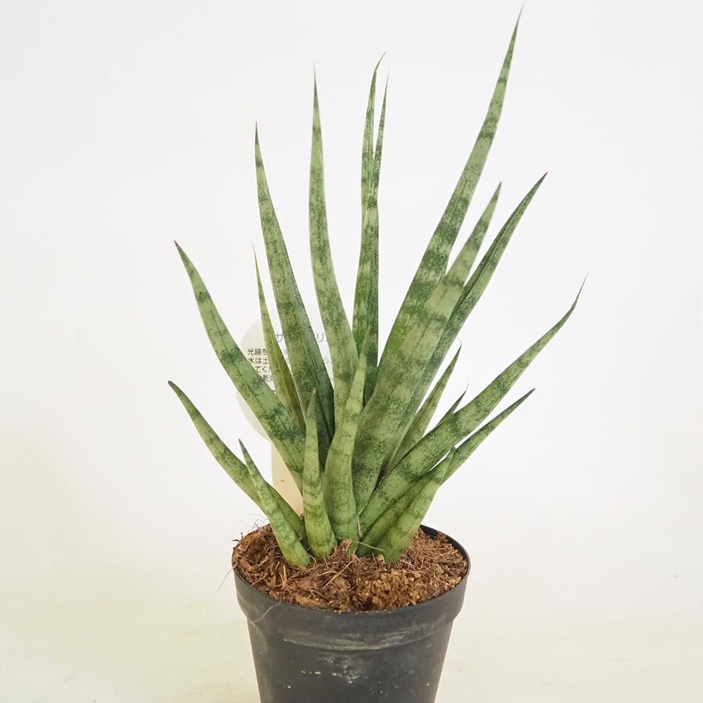 サンスベリア トーチ 【観葉植物 3号／1個売り】