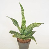 サンスベリア トリファシアータ 【観葉植物 3号／1個売り】|観葉植物