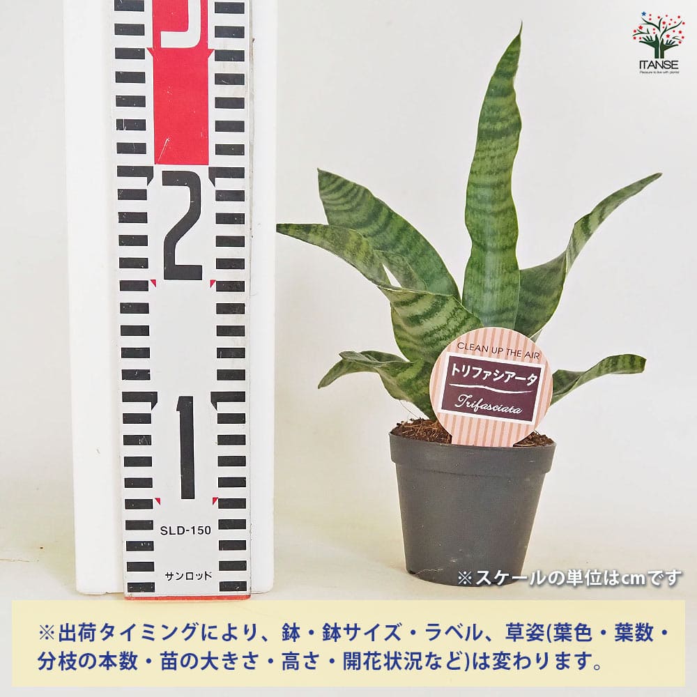 サンスベリア トリファシアータ 【観葉植物 3号／1個売り】｜ 【植物の