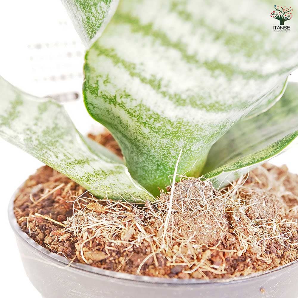 サンスベリア トリファシアータ 【観葉植物 3号／1個売り】｜ 【植物の